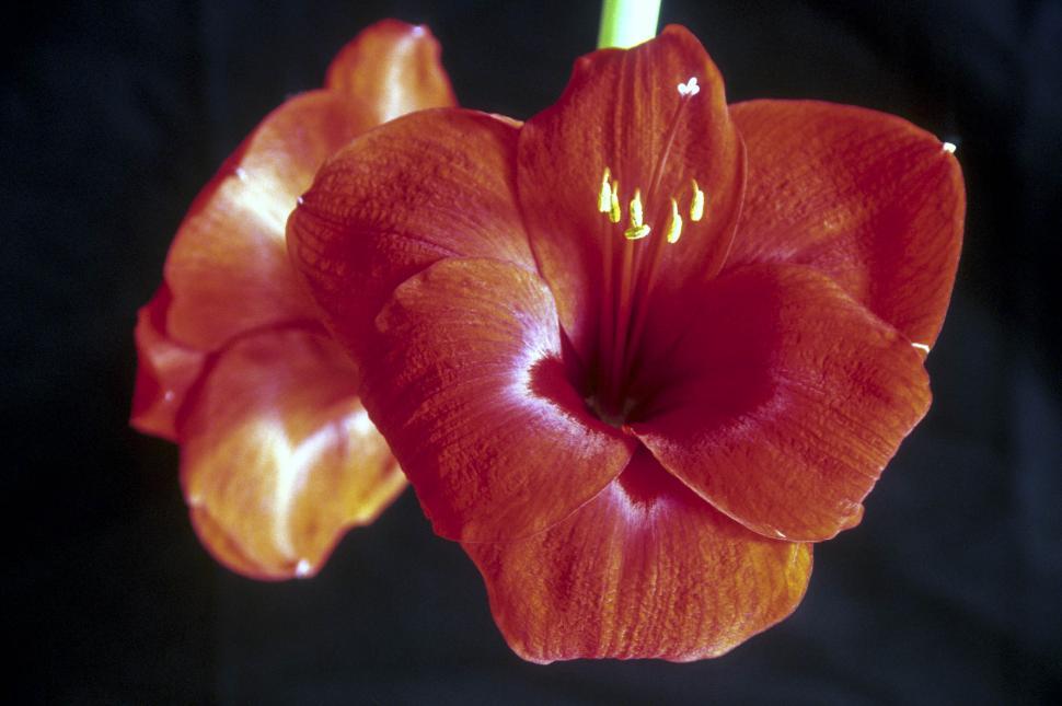 Free Image of red blooms 