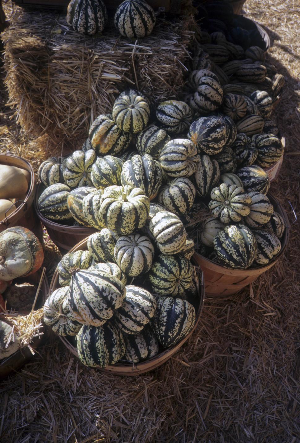 Free Image of fall squash 2 
