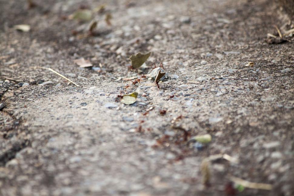 Free Image of Bird Standing on Ground 