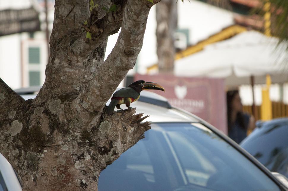 Free Image of Bird Perched on Tree Trunk 