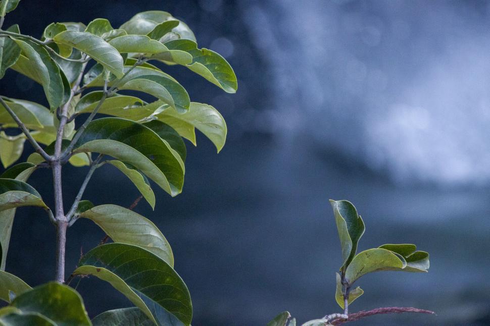 Free Image of Green Plant in Front of Cloudy Sky 