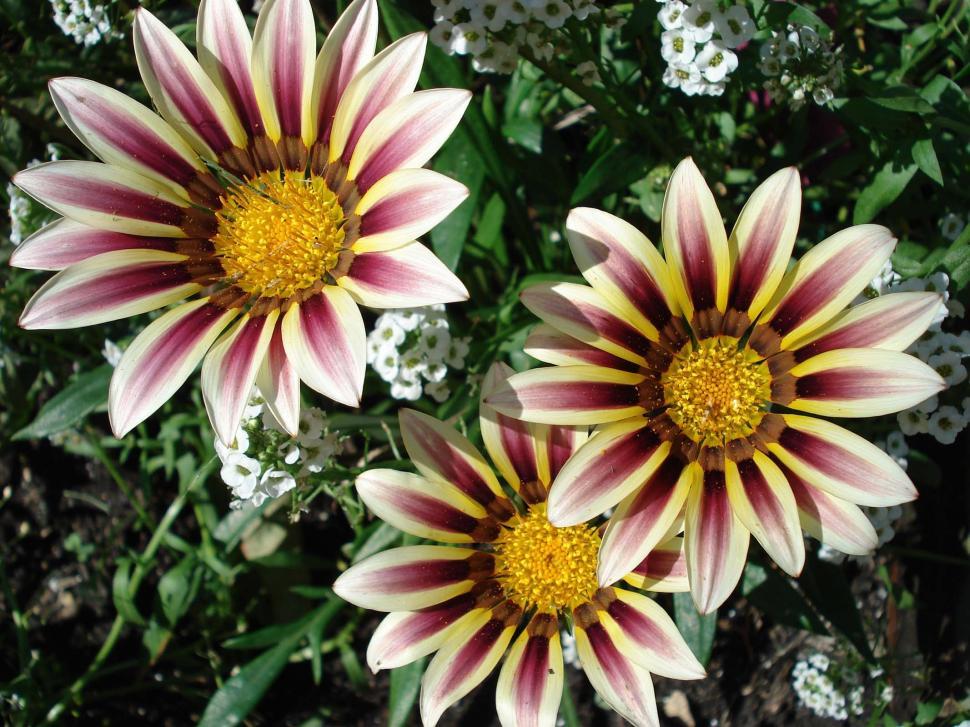Free Image of Painted Petals 