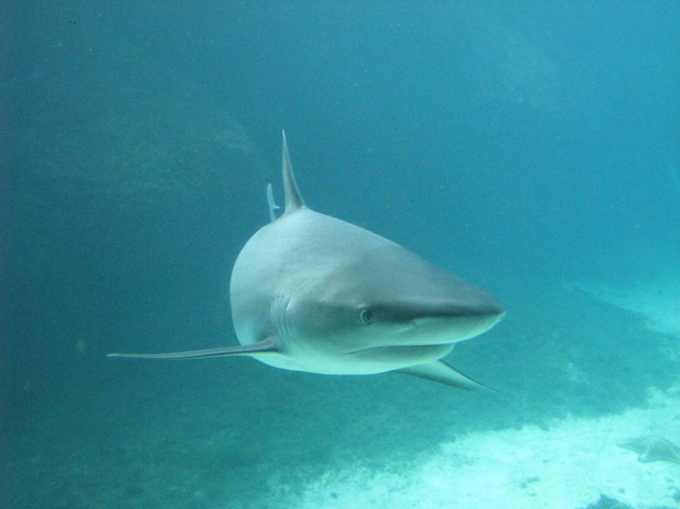 Free Image of Flatnose Shark 