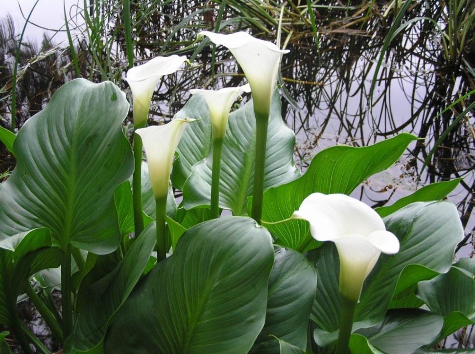 Free Image of Arum at waters edge 