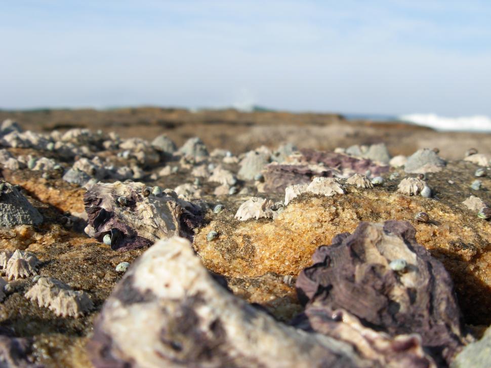Free Image of Barnacles 