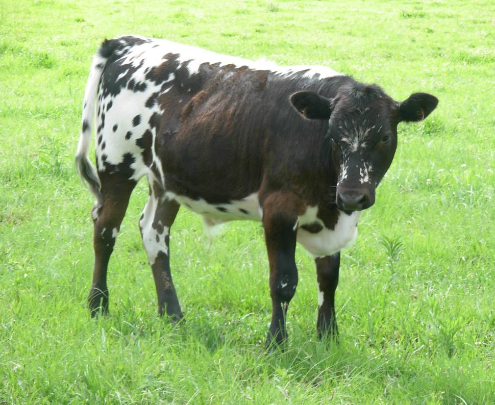 Free Image of Calf 