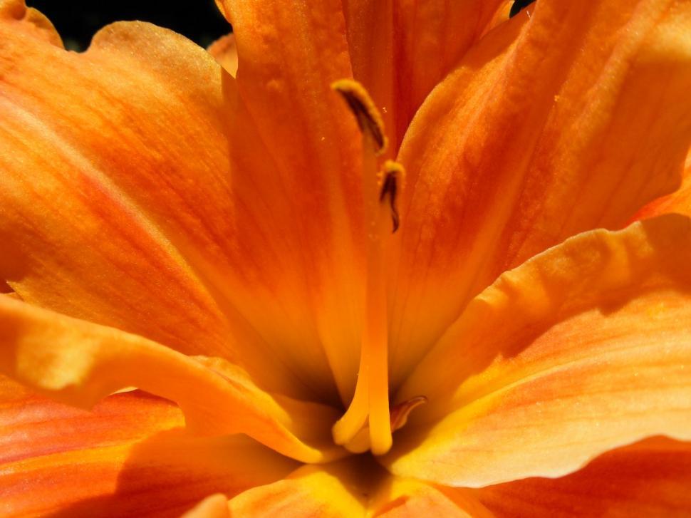 Free Image of Flower 
