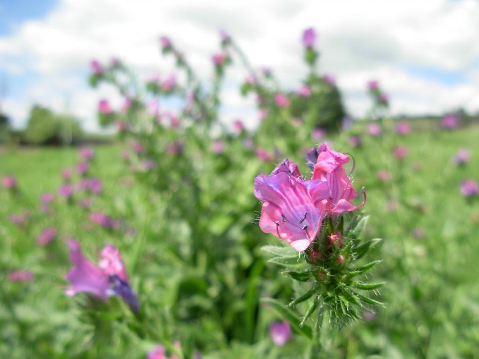 Free Image of Wild flower 