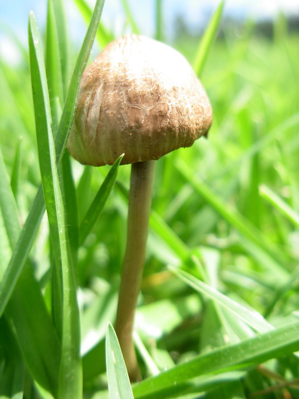 Free Image of Mushroom 