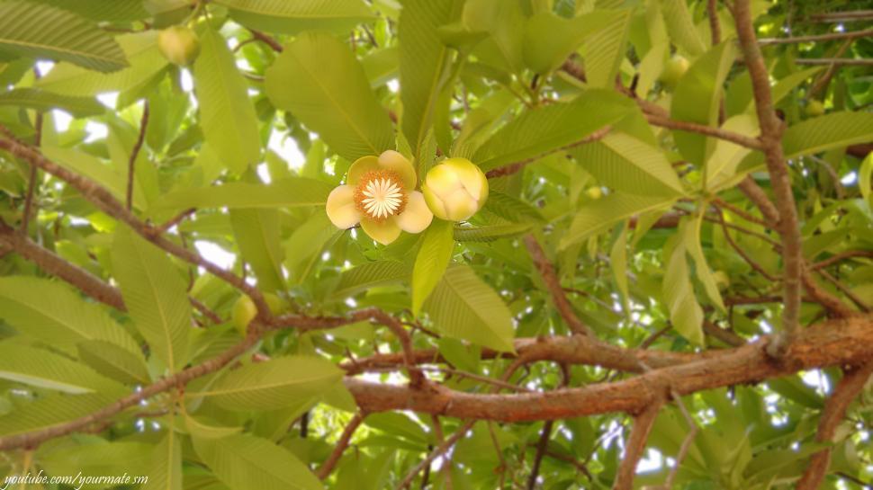 Free Image of Dillenia indica - elephant apple - ouu  