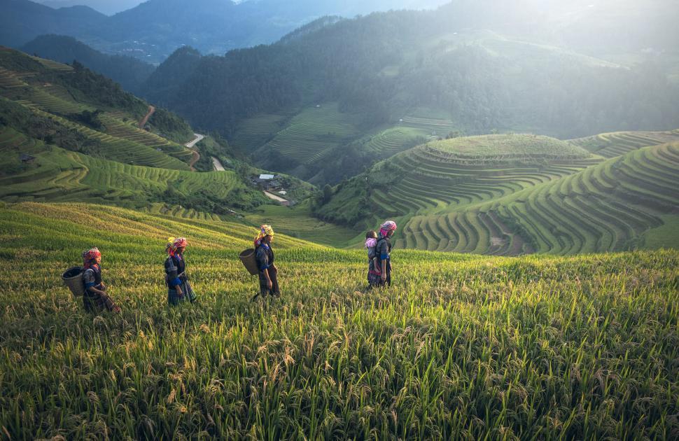 Free Image of Group of People Walking Across a Lush Green Field 