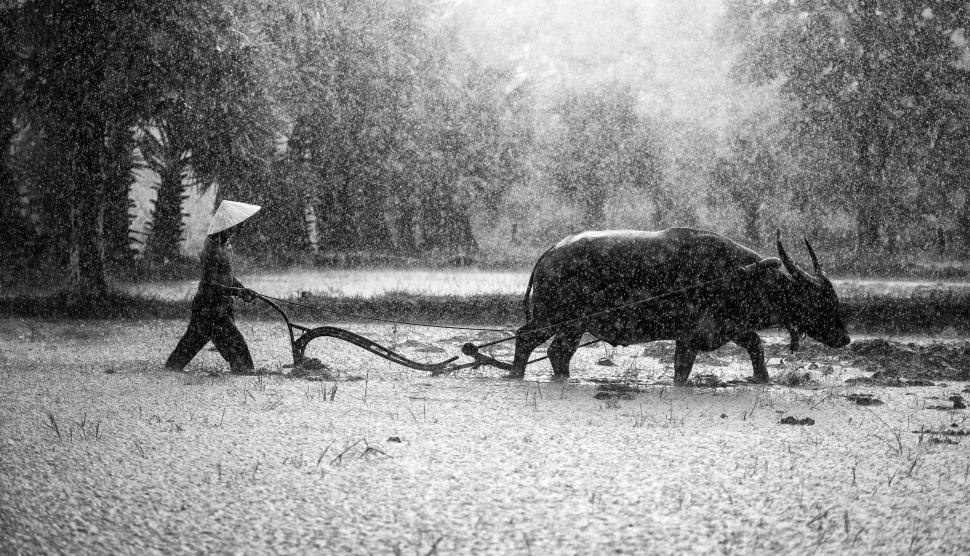 Free Image of Man Plowing Field With Oxen 