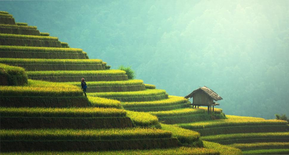 Free Image of Man Standing on Top of Lush Green Hillside 