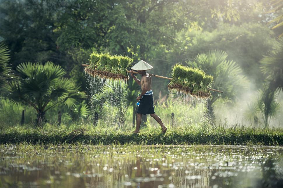Free Image of Man Walking Across Lush Green Field 