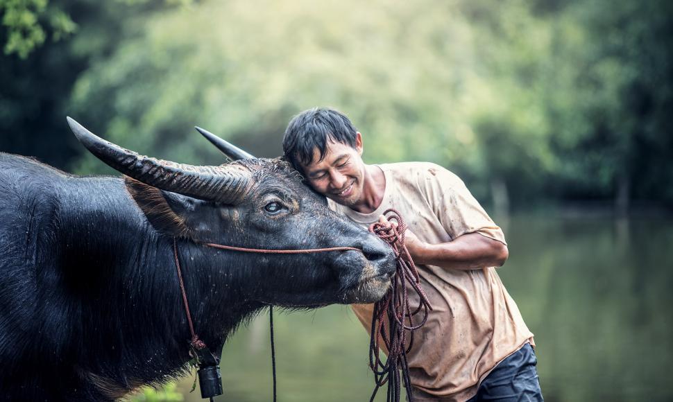 Free Image of Man Standing Next to Water Buffalo 