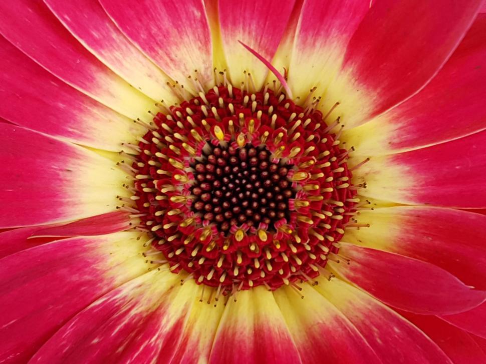 Free Image of Orange Daisy Flower 