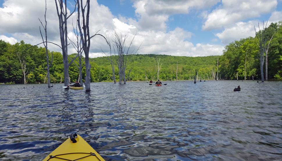 Free Image of Drowned Tree Forest 