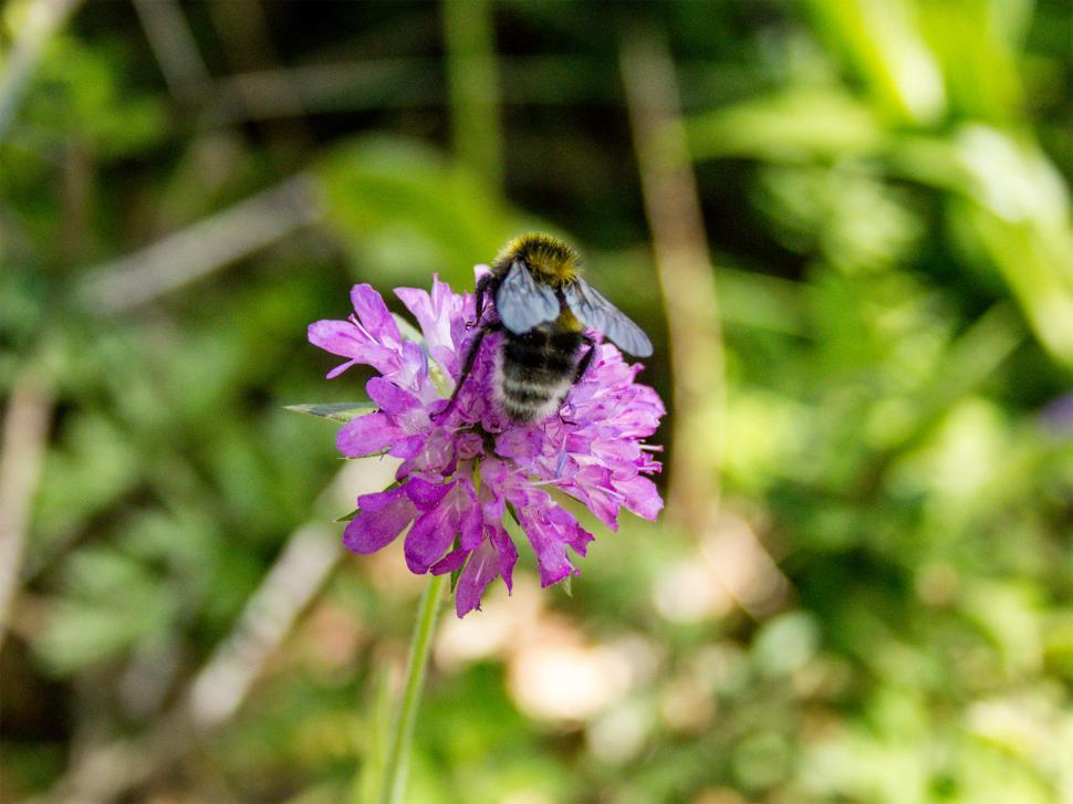 Free Image of Bee on the flower  