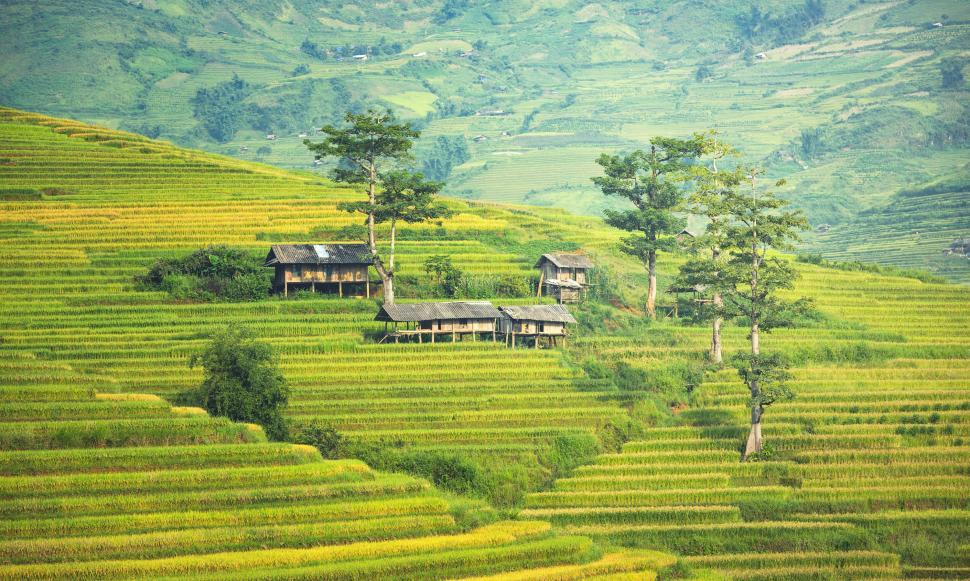 Free Image of Verdant Hillside Abundant With Trees 