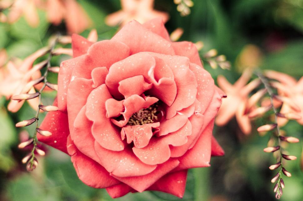 Free Image of Close Up of a Flower With Water Droplets 