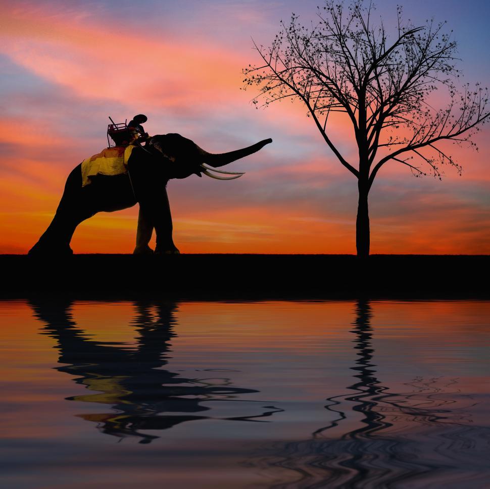 Free Image of Man Riding on the Back of an Elephant 