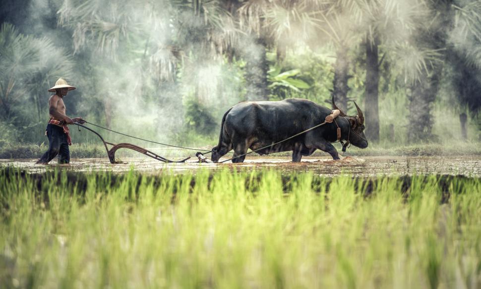 Free Image of Man Plowing Field With Two Oxen 