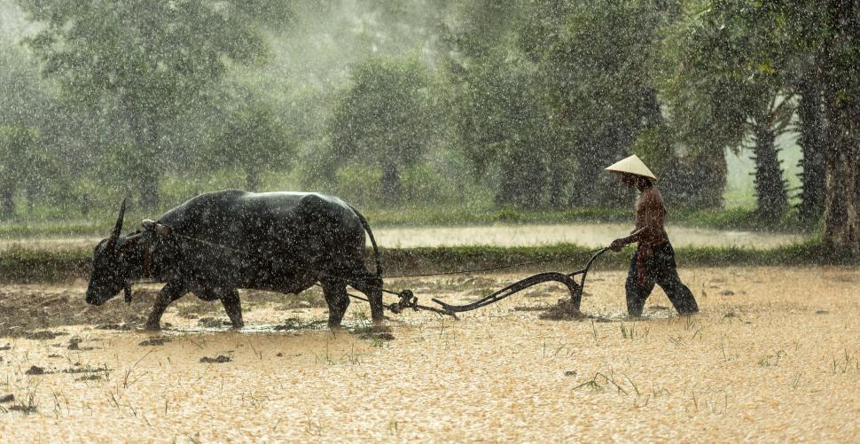 Free Image of Man Plowing Field With Two Oxen 