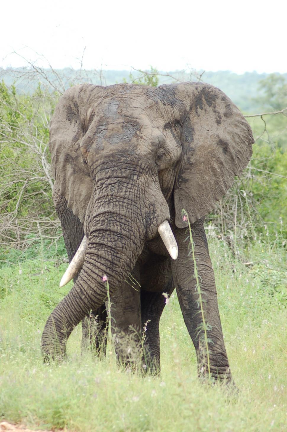 Free Image of Angry Elephant Bull 