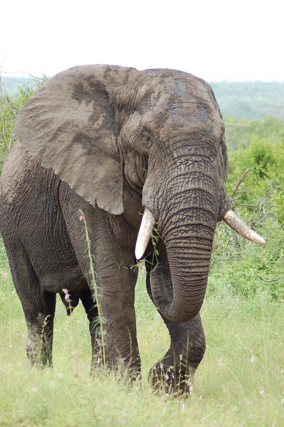 Free Image of Angry Elephant Bull 