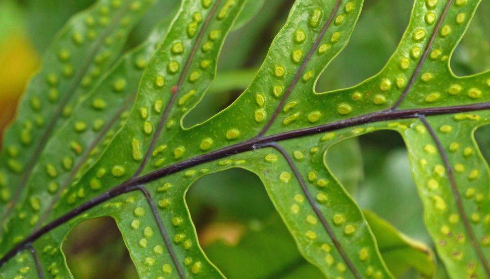 Free Image of Fern Spores Detail 