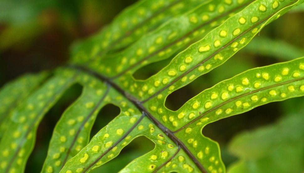 Free Image of Fern Spores Closeup 