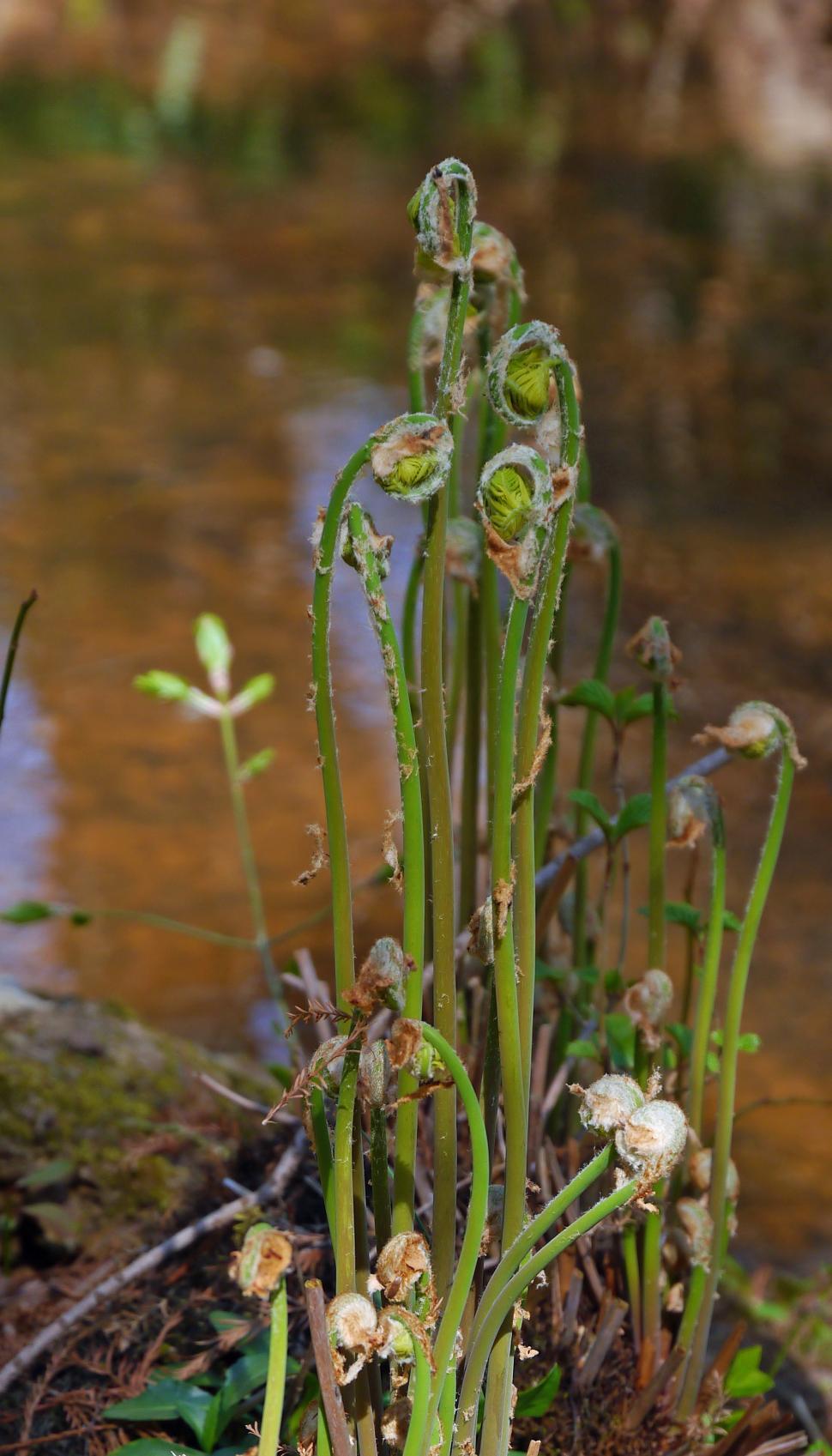Free Image of New Fern Leaves 