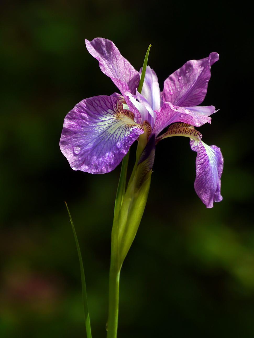 Free Image of Purple Iris Flower 