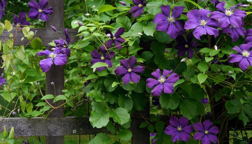 Free Image of Many Blooms on Purple Clematis Vine 
