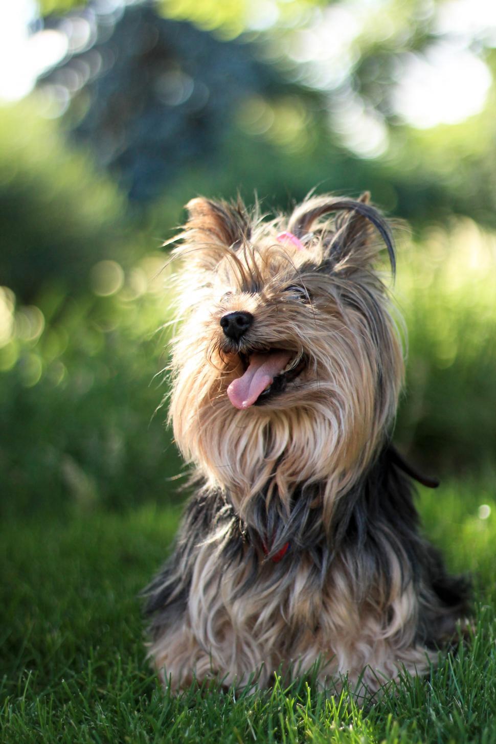 Free Image of Pet Dog 