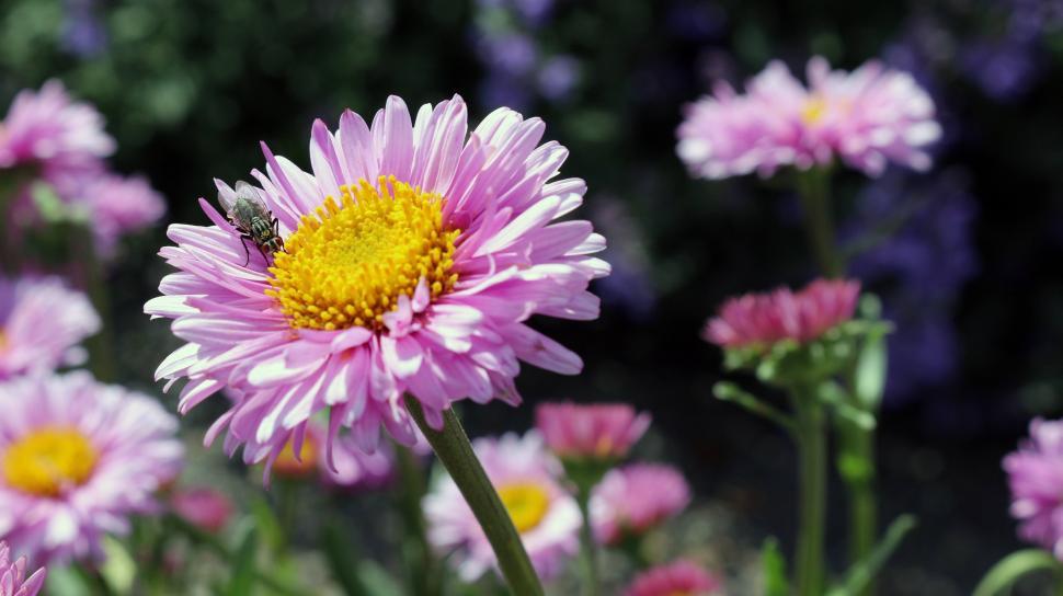 Free Image of Bee Sitting on Pink Flower 