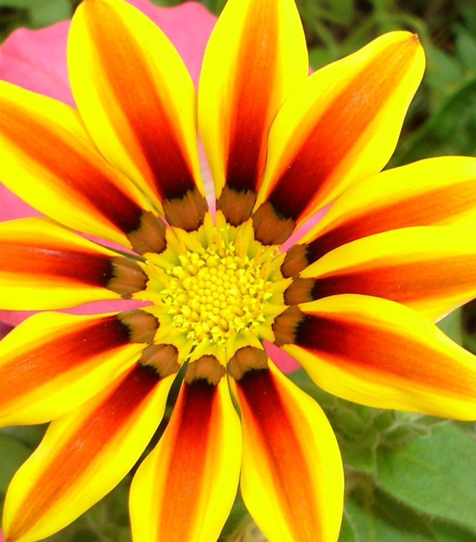 Free Image of Painted Petals 
