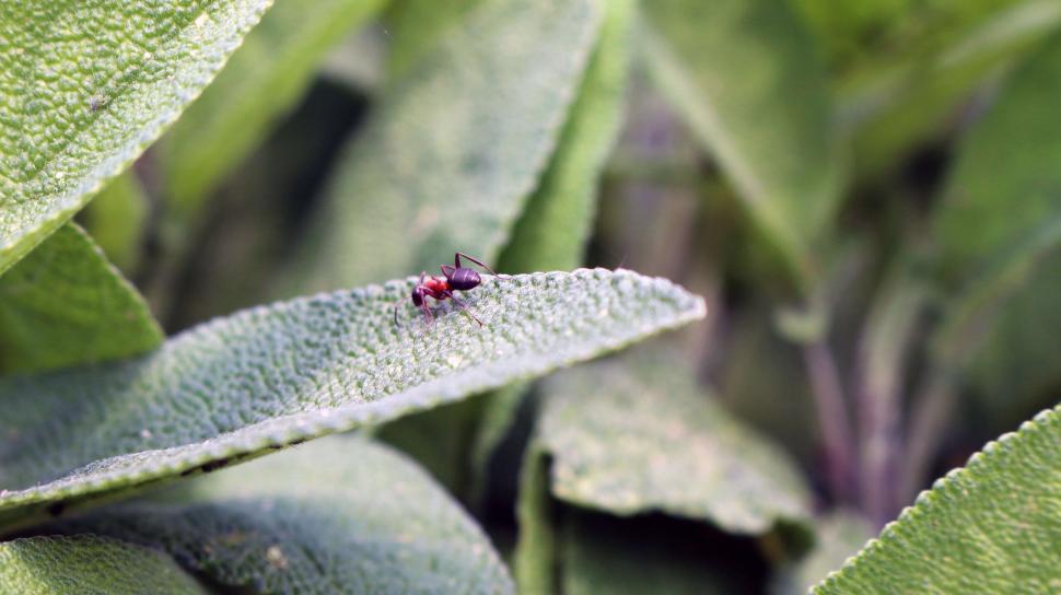Free Image of Bug Perched on Green Leaf 