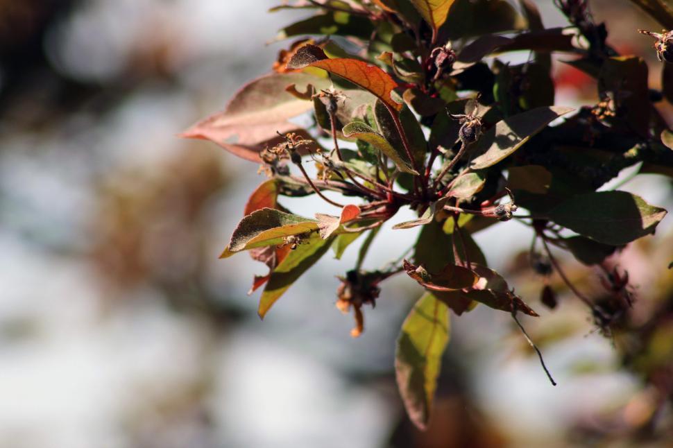 Free Image of Close Up of Leaves on a Tree 