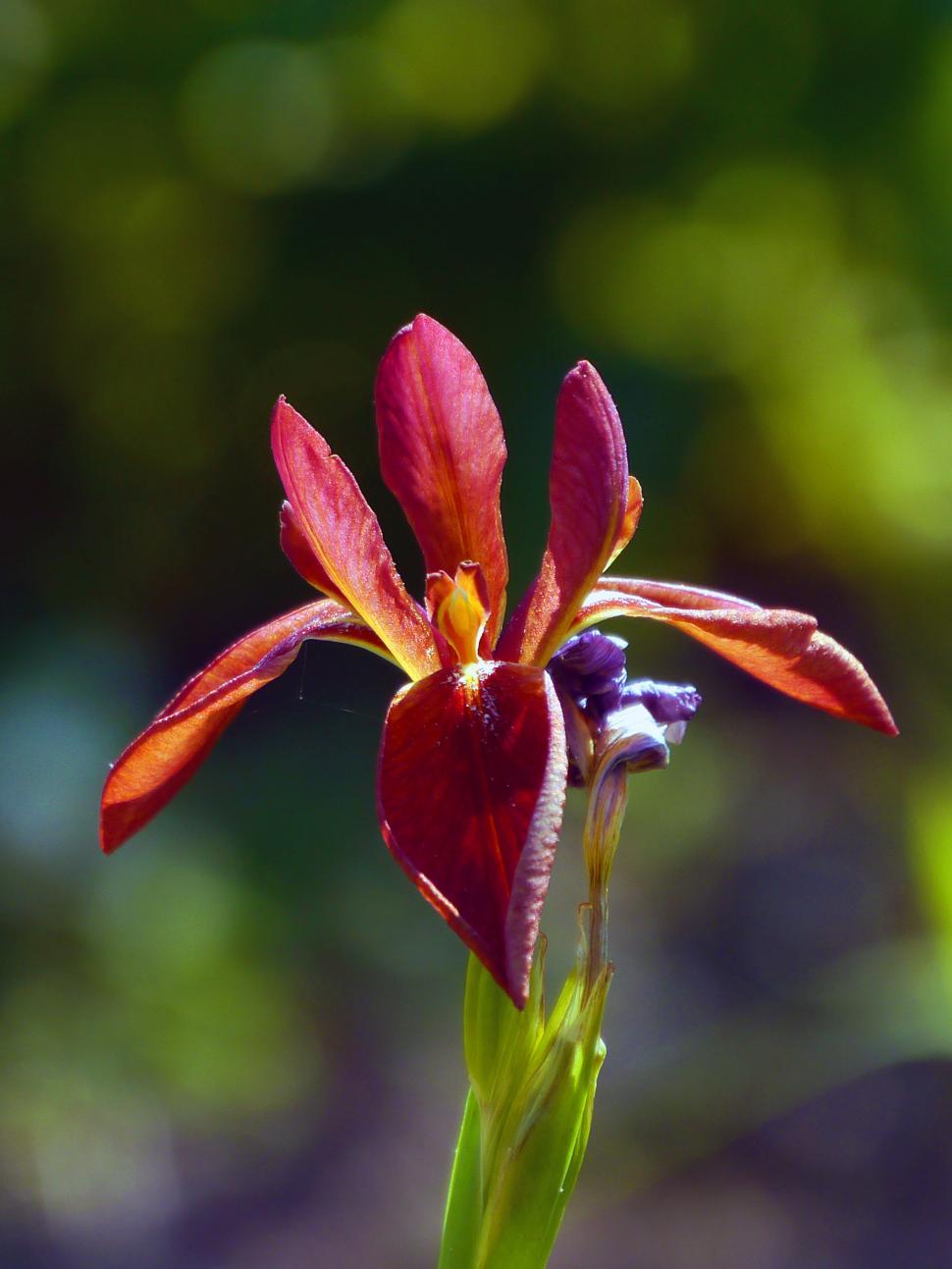 Free Image of Red Iris 