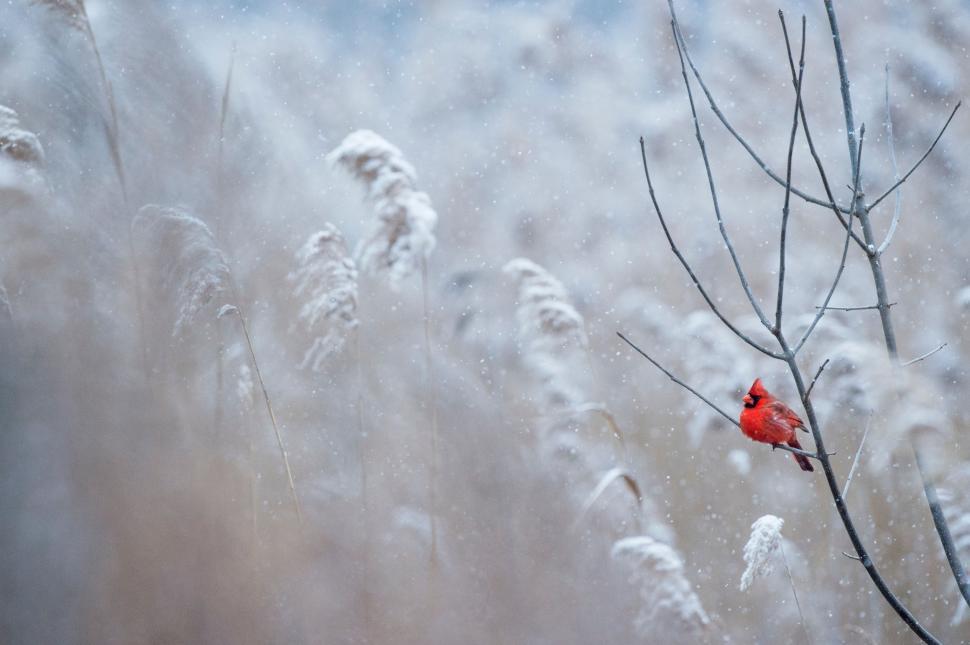 Free Image of Red Bird Perched on Tree Branch 