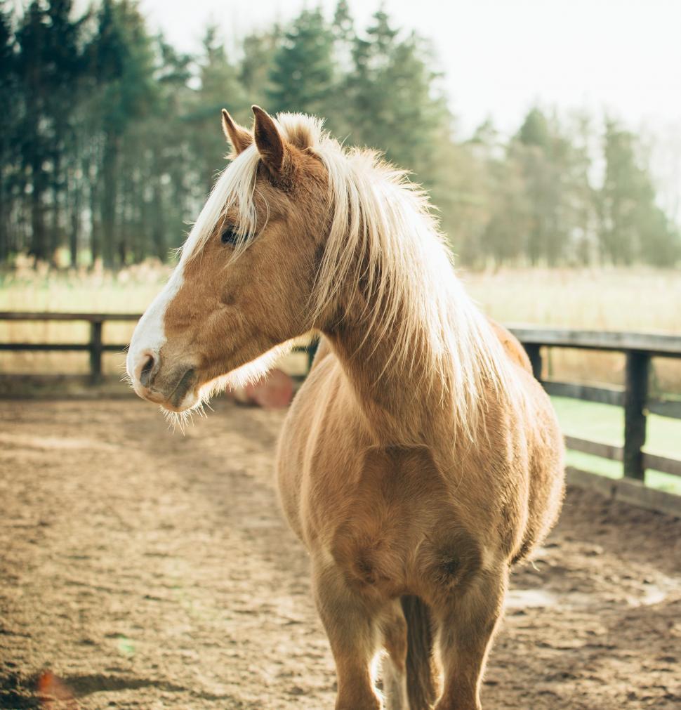 Free Image of Brown Horse Standing on Top of Dirt Field 