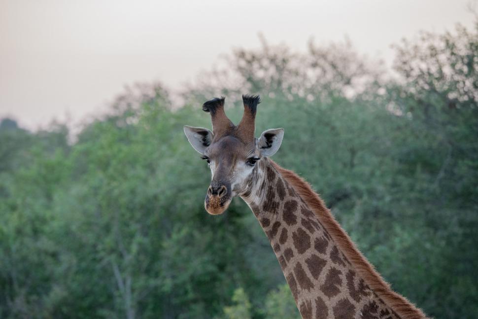 Free Image of Giraffe Standing in Front of Lush Green Forest 