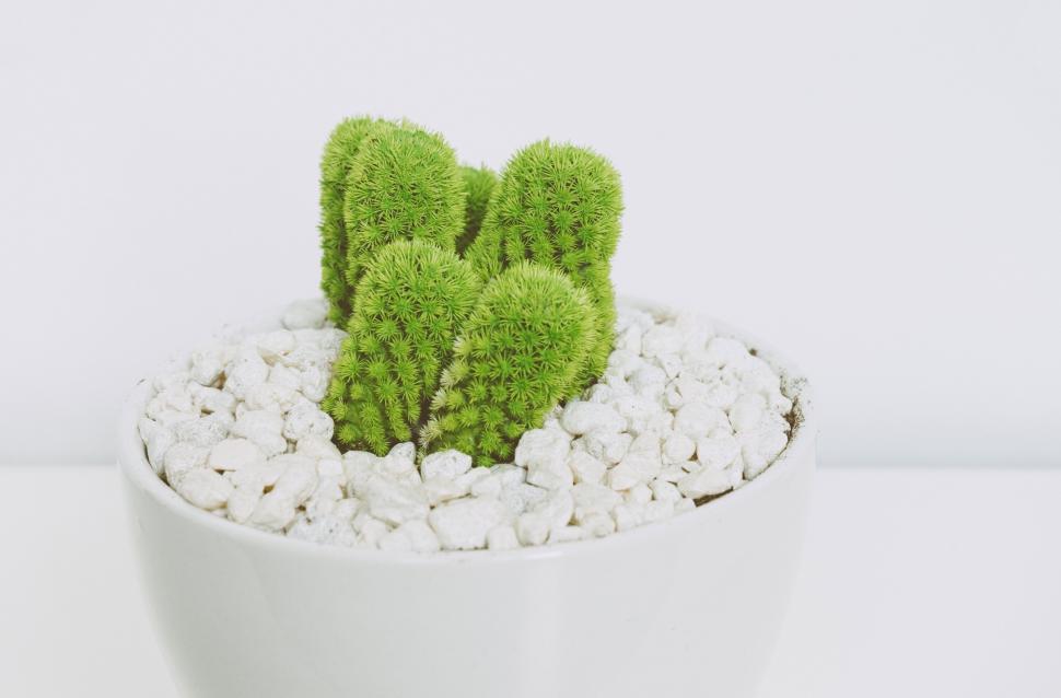 Free Image of Small Green Plant in White Bowl 