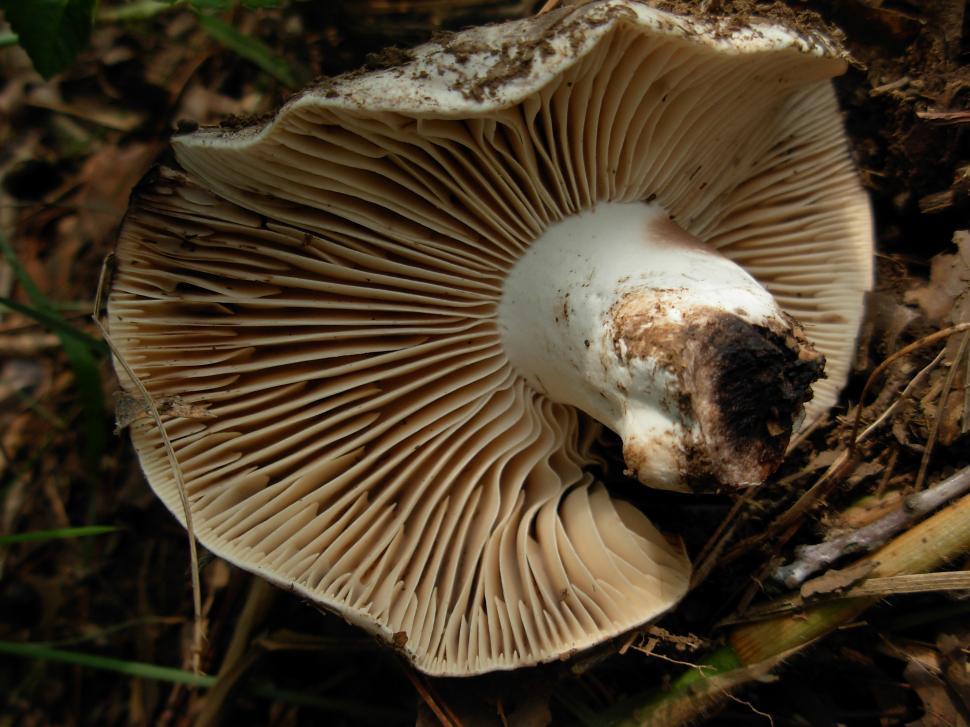 Free Image of Mushroom 