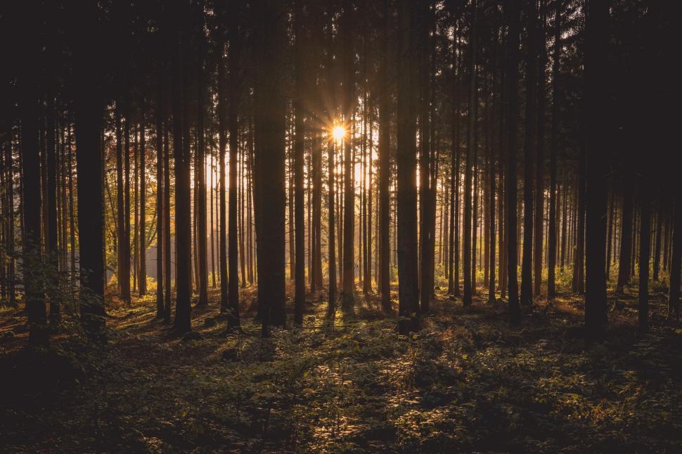 Free Image of Sun Shining Through Trees in Forest 