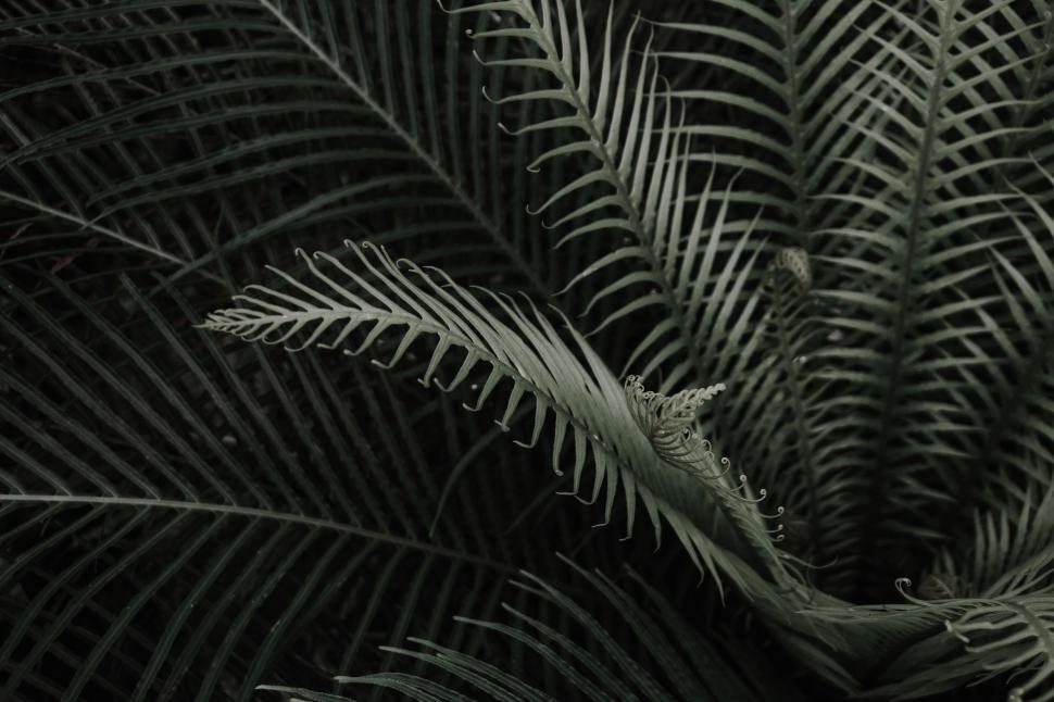 Free Image of Black and White Photo of a Plant 