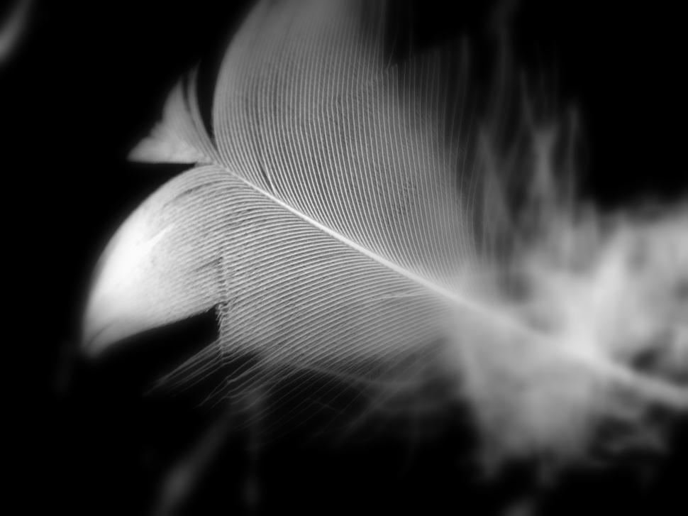 Free Image of losing a white feather 