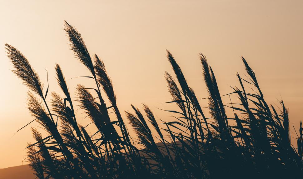 Free Image of Tall Grass Blowing in the Wind at Sunset 