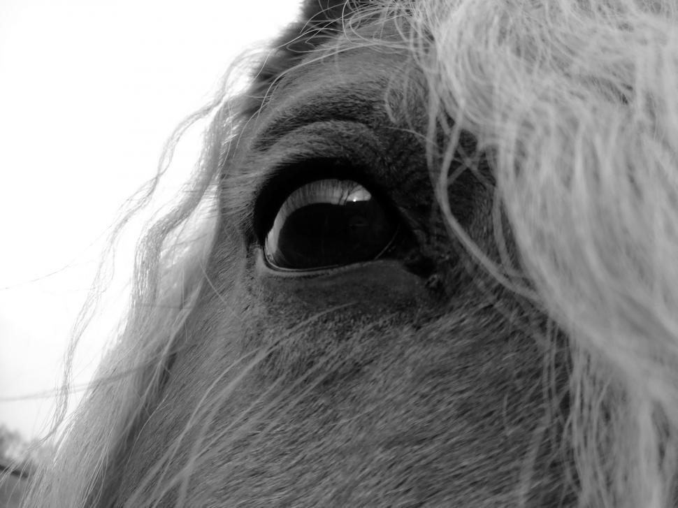 Free Image of eye to eye 